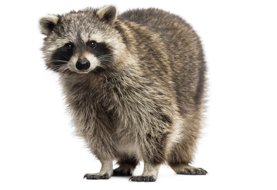 Raccoon